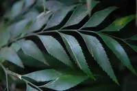 Byfield fern