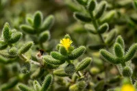 Pickle plant (Delosperma echinatum) plant