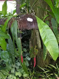 Red Pearls Anthurium