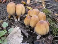 mica cap