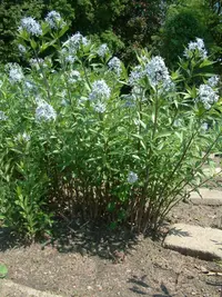 eastern bluestar (Amsonia tabernaemontana) plant