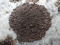 Warty Camouflage Lichen