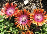Ice Plant