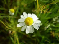 chamomile