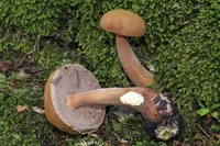 Graceful Bolete