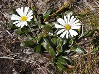 Mountain Daisy (Celmisia dubia) plant