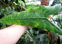 Elephant's Ear