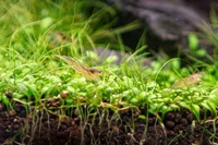 Small Mud-mat (Glossostigma elatinoides) plant