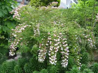 beautybush (Kolkwitzia amabilis) plant