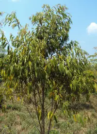 narrow leaf fig