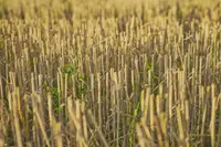 Sorghastrum nutans plant