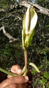 Philodendron pedatum