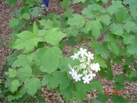 high bush cranberry