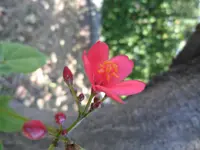 peregrina