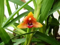 Variable Maxillaria