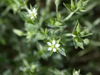 thyme-leaved sandwort (Arenaria leptoclados) plant