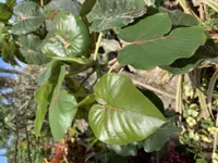 Rock fig