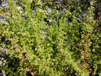smallfruit primrose-willow (Ludwigia microcarpa) plant