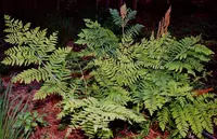 Royal Fern