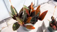 Ludisia discolor indoor