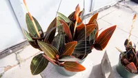 Ludisia discolor indoor