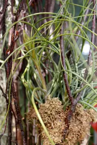Butzii Air Plant