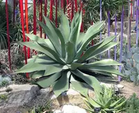 Butterfly agave