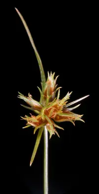watergrass (Bulbostylis barbata) plant