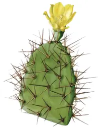 prickly pear