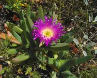 ice plant