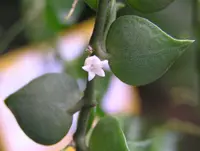 Million Hearts (Dischidia ruscifolia) plant