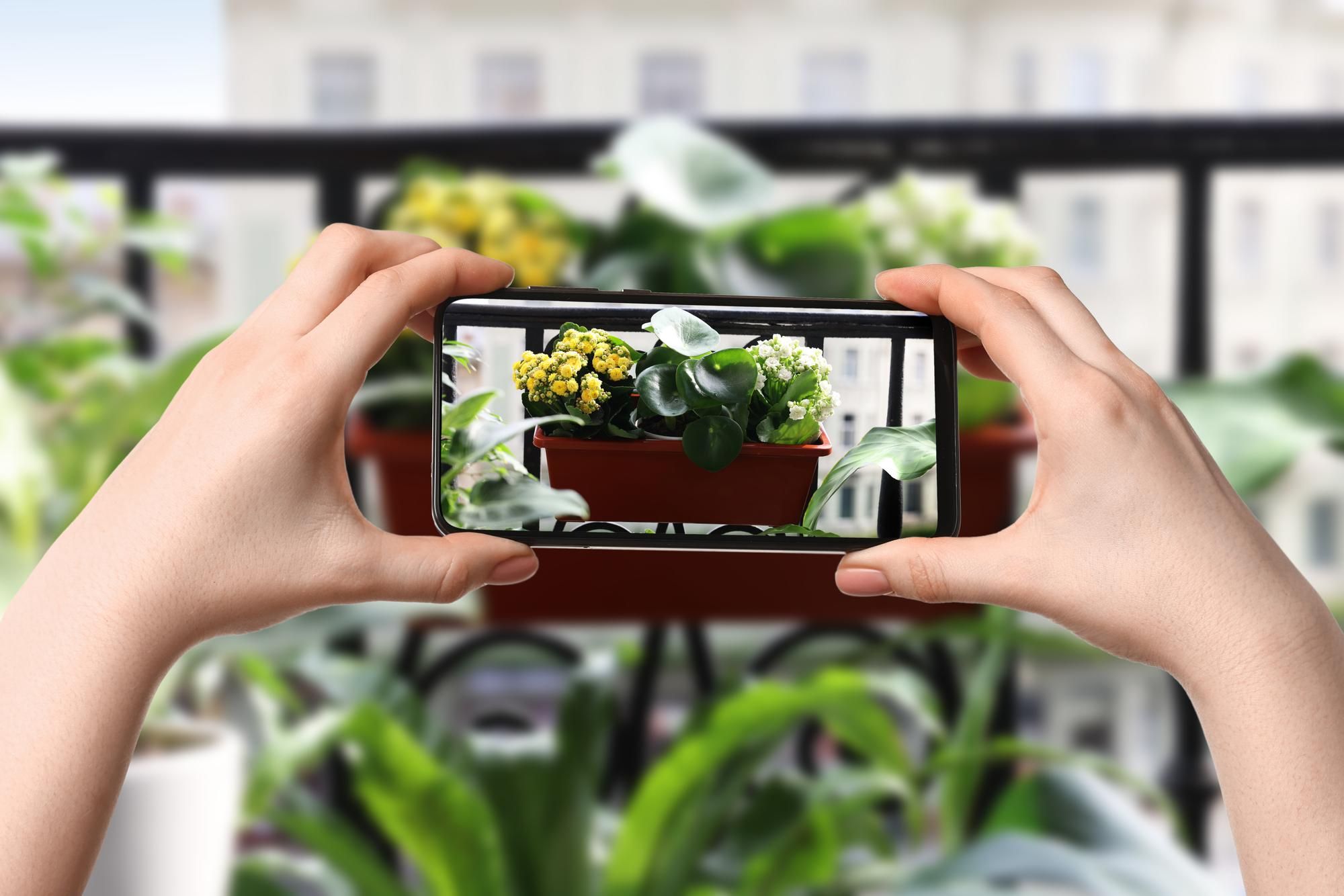 A Comparison of Plant Identification Methods