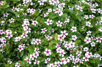 Madagascar Periwinkle (Catharanthus roseus) plant