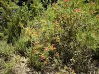 nitre bush