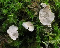Small Moss Oysterling