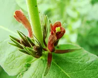 orangefruit horse-gentian (Triosteum aurantiacum) plant