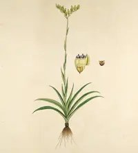 Burmannia disticha (Burmannia disticha) plant