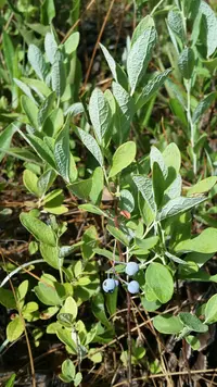 Confederate huckleberry (Gaylussacia nana) plant