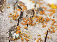 Flaming Firedot Lichen