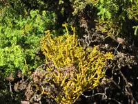 Azores Dwarf-Mistletoe (Arceuthobium azoricum) plant