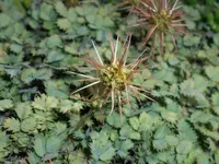 Acaena saccaticupula