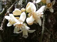 Yellow Mahogany (Epicharis parasitica) plant