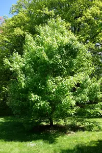Franchet’s maple (Acer sterculiaceum) plant