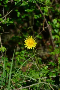 Mongolian Dandelion