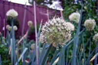 wild onion