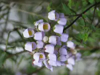 violet teacup flower