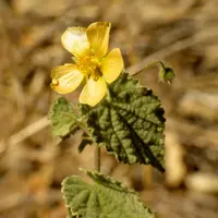 shrubby Indian mallow (Abutilon abutiloides) plant