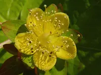 tall tutsan
