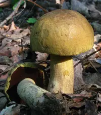 Boletus vermiculosoides