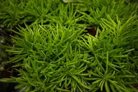 Senecio 'Himalaya' plant